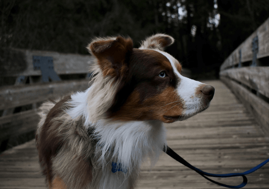 The-Ultimate-Guide-to-Choosing-the-Best-No-Pull-Dog-Harness Canine Alpha